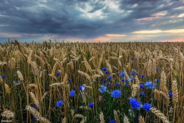 Ржаное поле с васильками