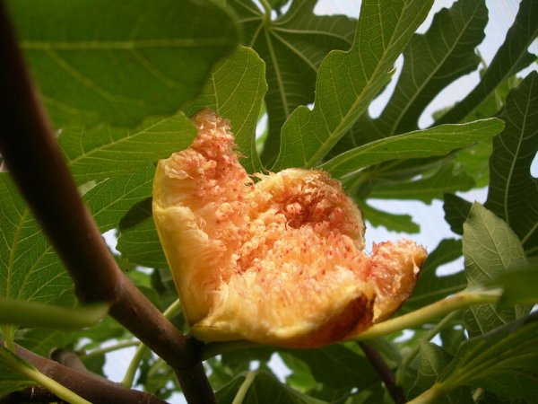 Соцветие инжира