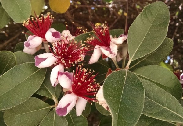 Смоковница цветет