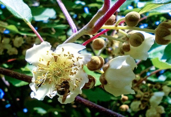 Незрелый инжир