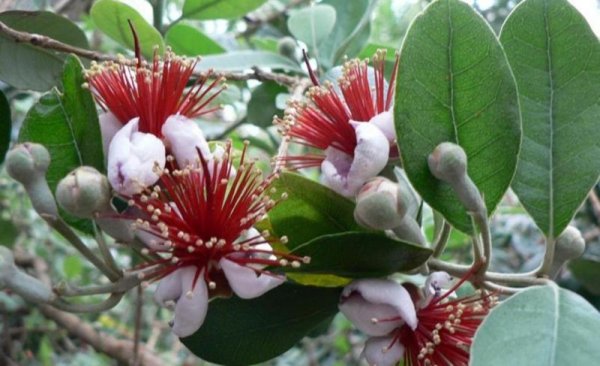 Инжир цветет