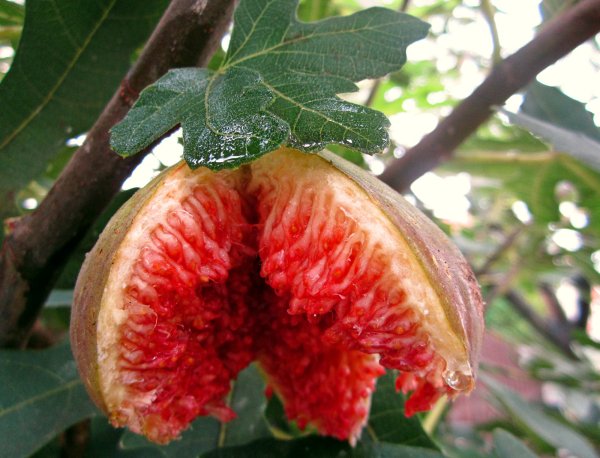 Цветок инжира