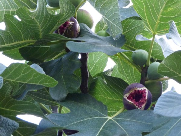 Смоковница фиговое дерево