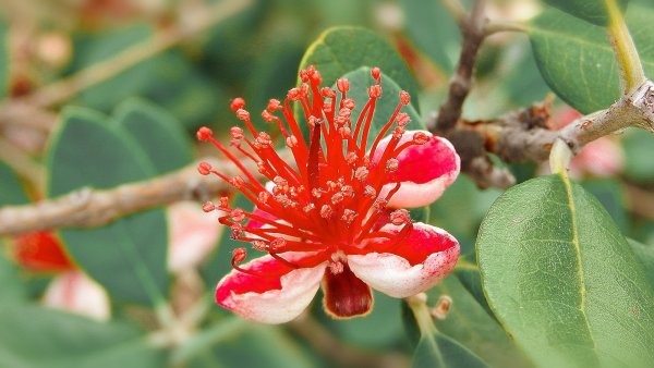 Цветущий инжир