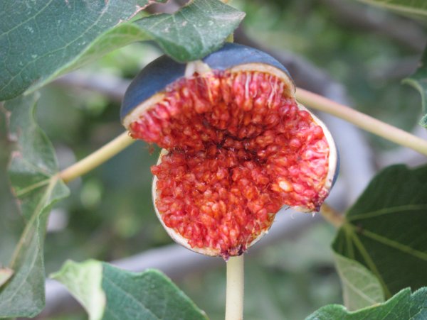 Как цветет инжир фото