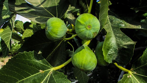 Инжир фиговое дерево