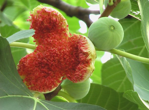 Инжир фиговое дерево