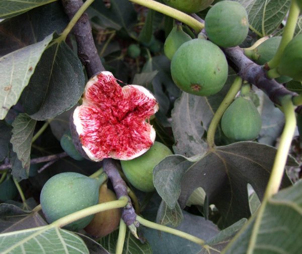 Цветение киви