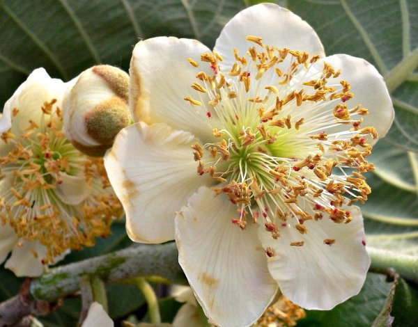 Фейхоа цветет