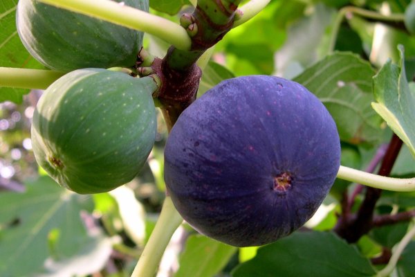 Инжир обыкновенный