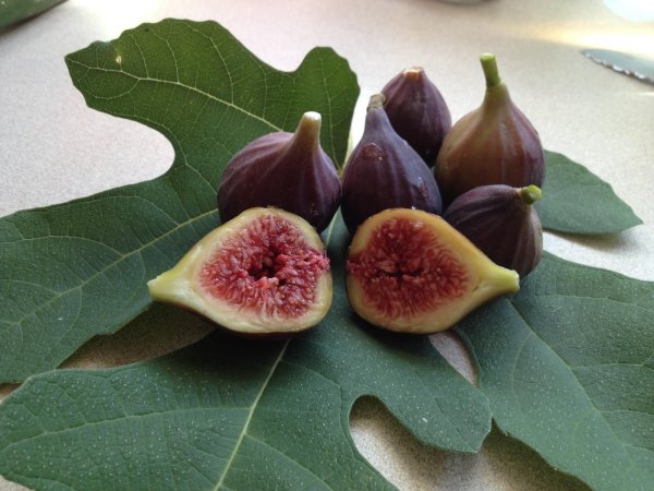 Инжир Violette de Bordeaux