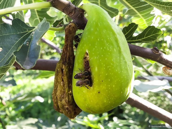 Анжир меваси