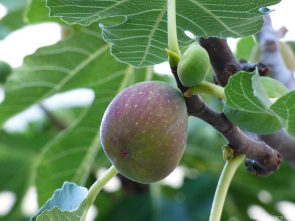 Семейство тутовых инжир