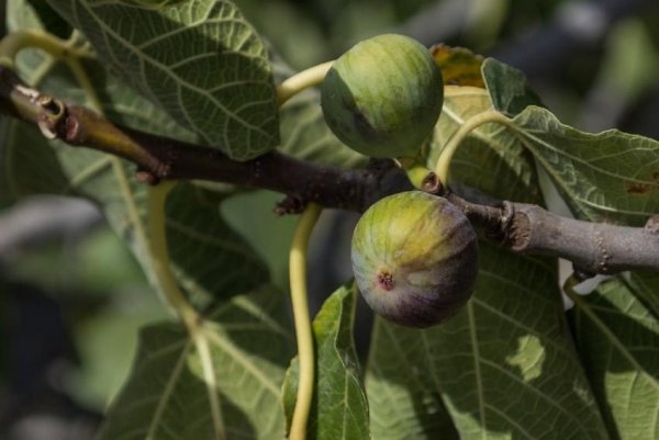 Инжир смоковница
