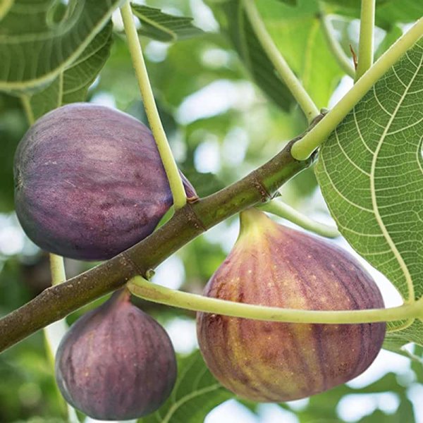 Инжир дерево