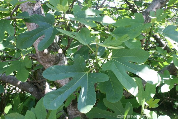 Цветок фейхоа