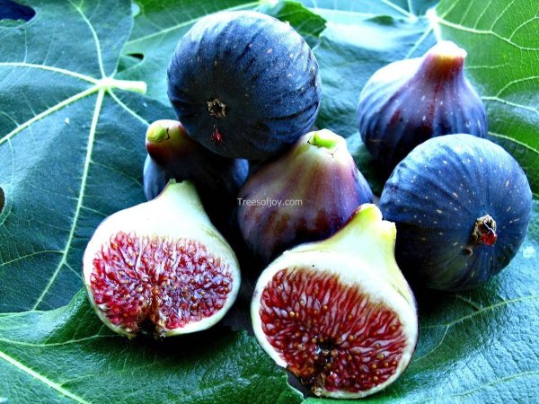 Инжир фиговое дерево