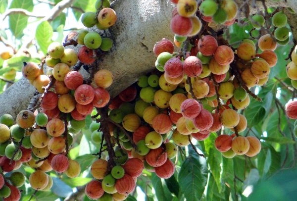 Ficus carica листья