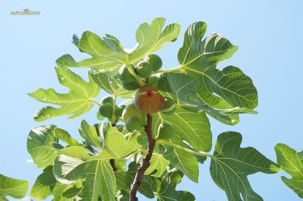 Инжир Крымский черный