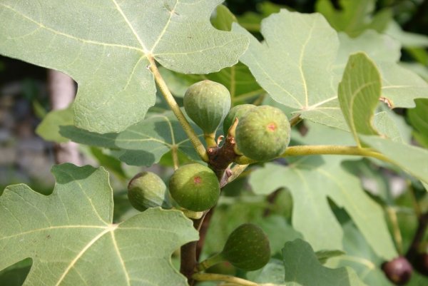 Инжир Киевский крупноплодный