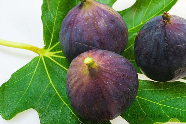 Инжир Браун Туркей