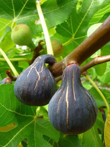 Инжир Крымский черный