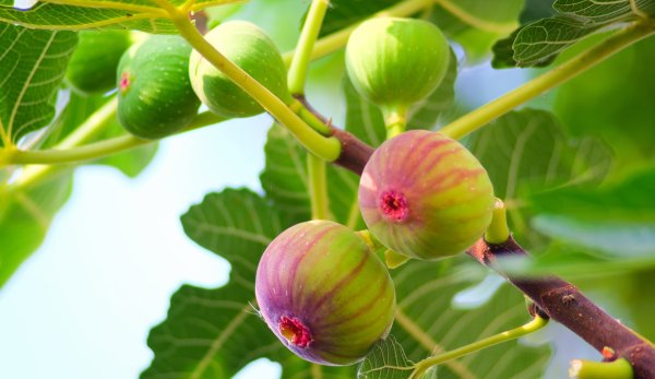 Смоковница с плодами без листьев