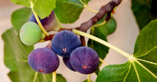 Инжир неспелый