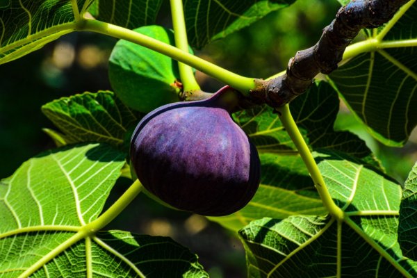 Смоковница цветение