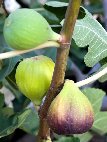 Инжир дерево цветет