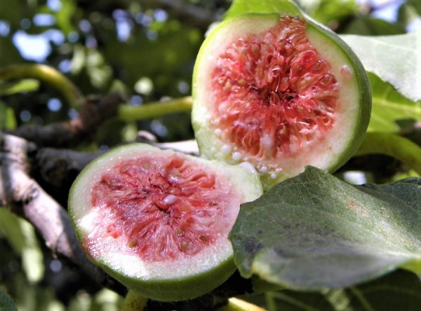 Фейхоа цветение