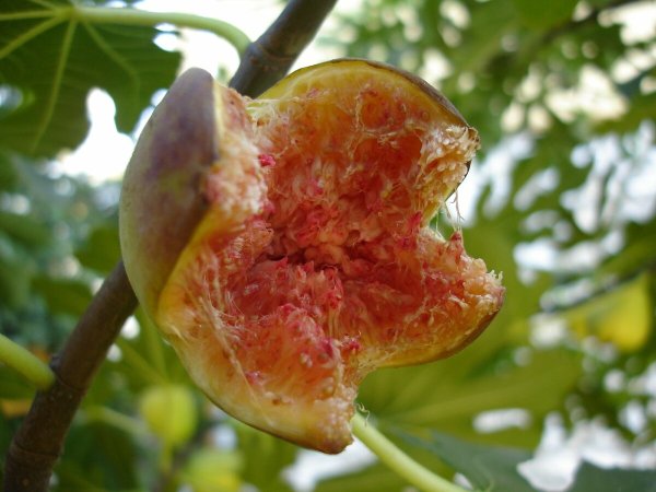 Инжир Макросъемка