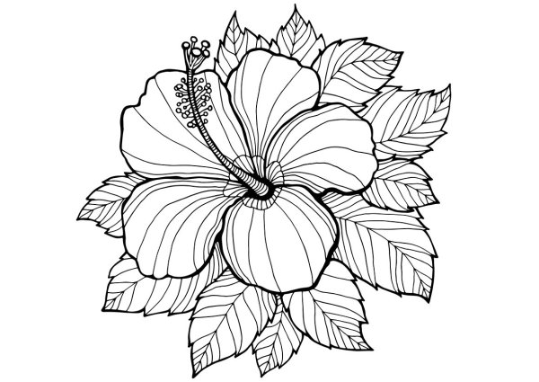 Роза раскраска