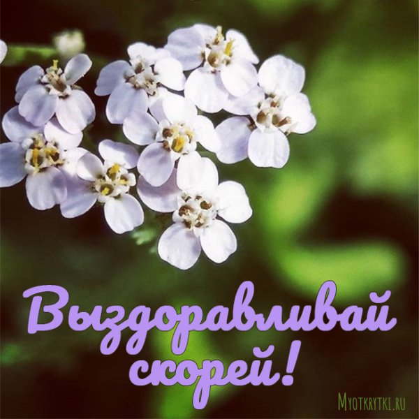 Цветы с надписью выздоравливай