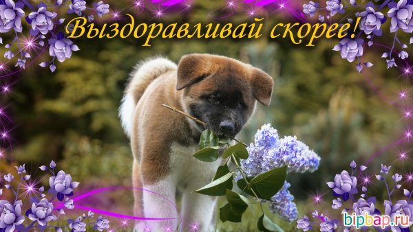 Цветы для выздоровления