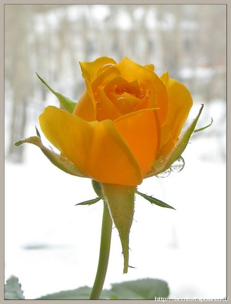 Выздоравливай картинки