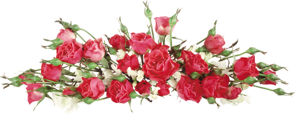 Хризантема на белом фоне