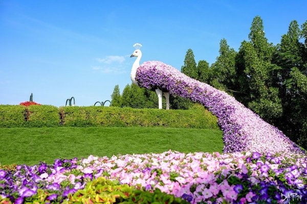 Цветочный парк Дубай Miracle Garden