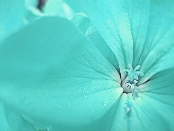 Бирюзовые цветы