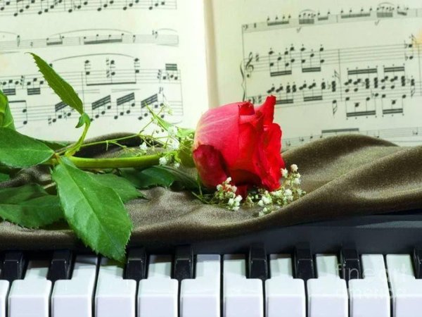 Розы лежат на столе