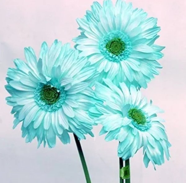 Мятные цветы