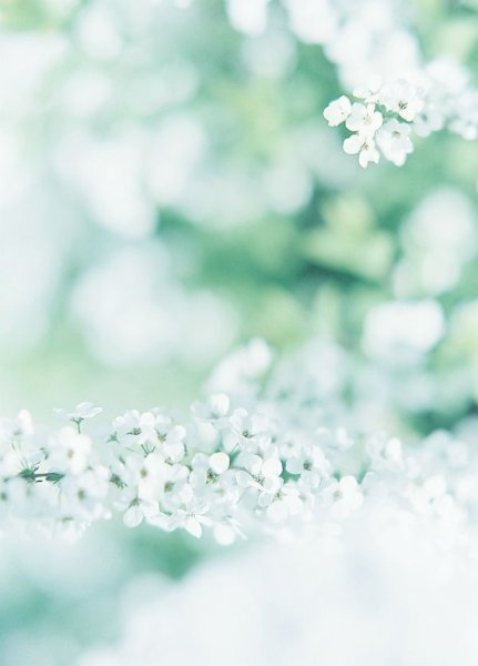 Мятный цвет в природе