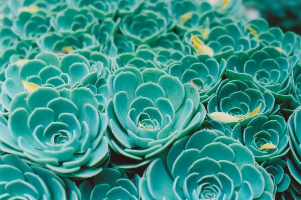 Суккуленты Изумрудные