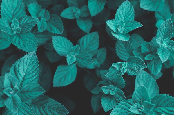 Бирюзовые вещи