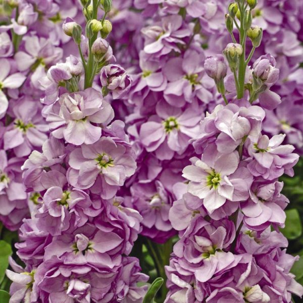 Маттиола Синдерелла