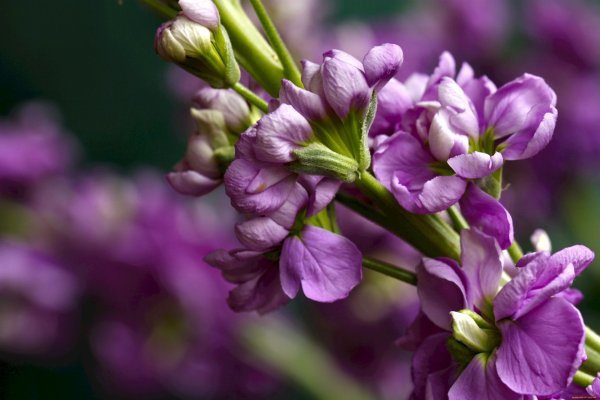 Маттиола цветы