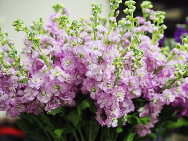 Левкой цветок