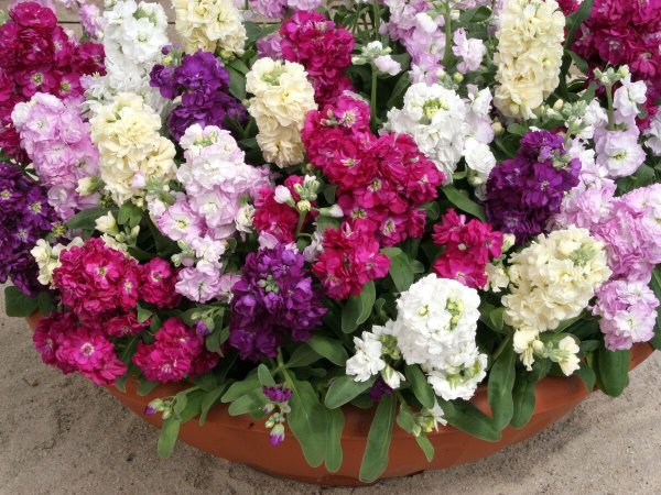 Маттиола левкой