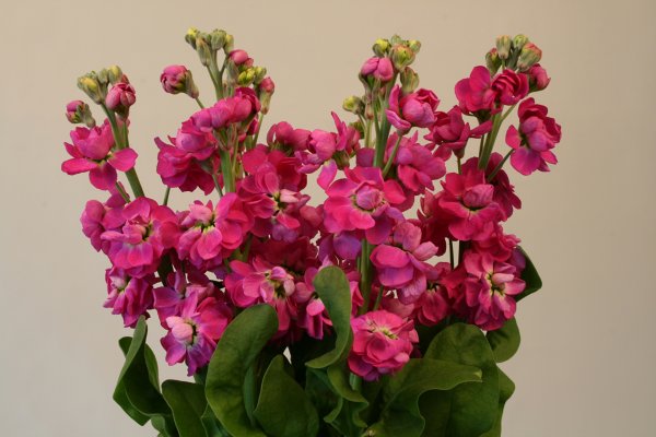 Маттиола Седая левкой