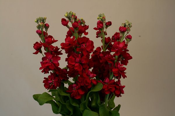 Маттиола Седая левкой